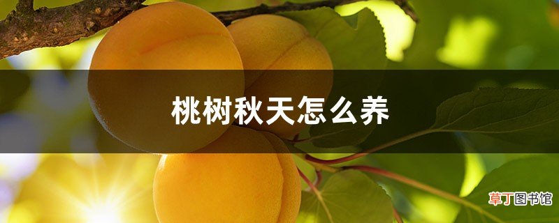桃树秋天怎么养