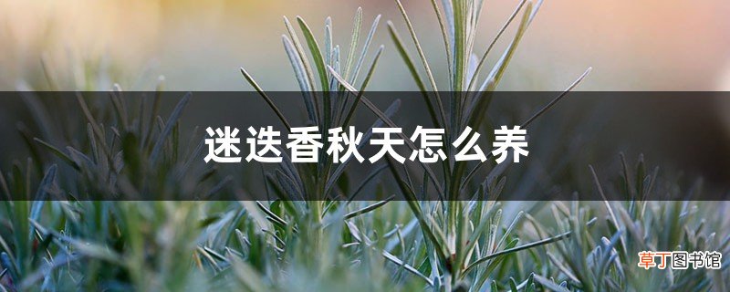 迷迭香秋天怎么养