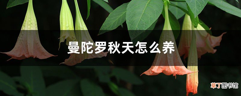 曼陀罗秋天怎么养