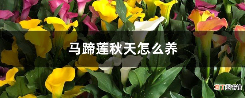 马蹄莲秋天怎么养