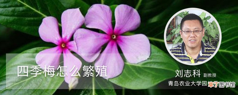 四季梅怎么繁殖