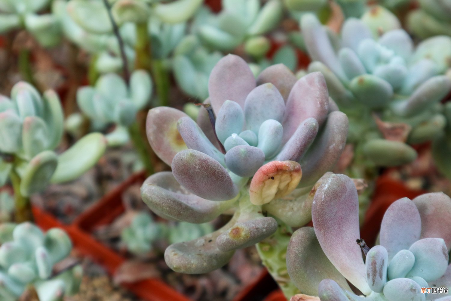 多肉怎么移植