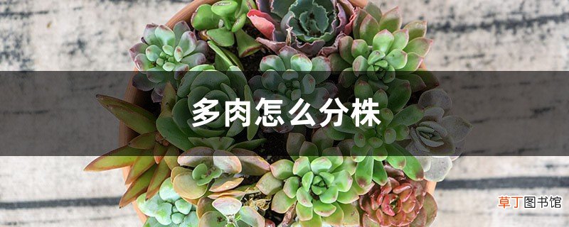 多肉怎么分株