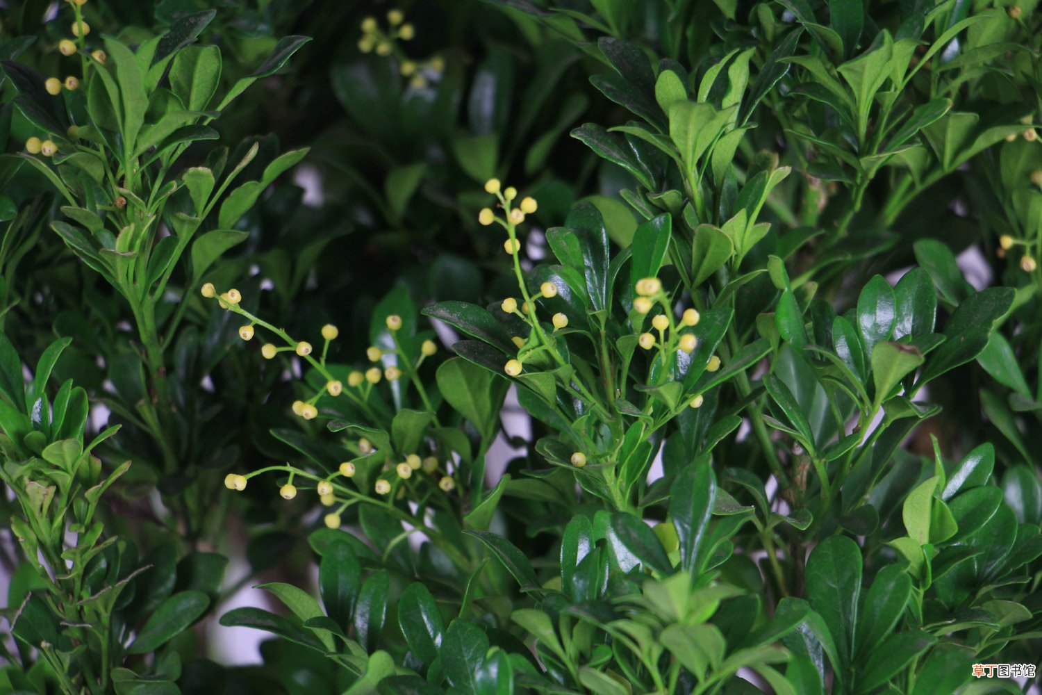 米兰花秋天怎么养