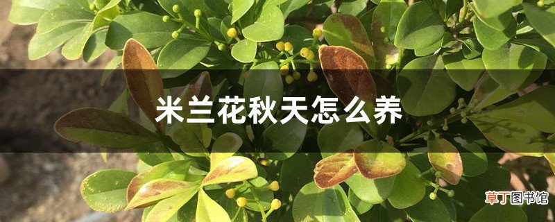 米兰花秋天怎么养