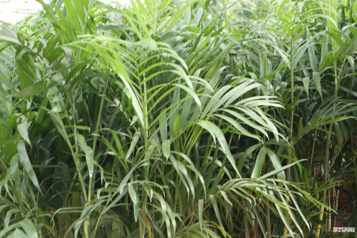 夏威夷椰子秋天怎么养