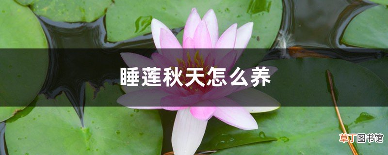 睡莲秋天怎么养