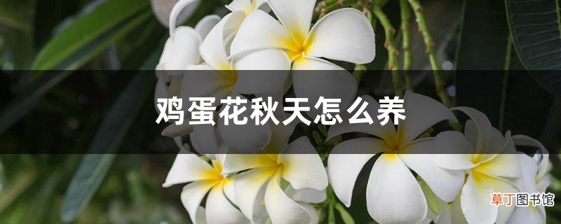 鸡蛋花秋天怎么养