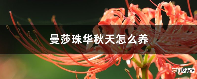 曼莎珠华秋天怎么养