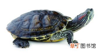 女人梦见乌龟咬手什么意思