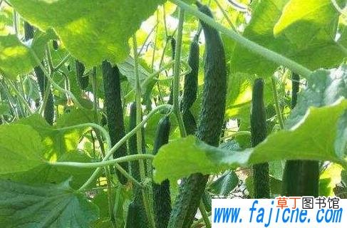 养黄瓜为什么要摘树叶 黄瓜摘叶选什么时间好