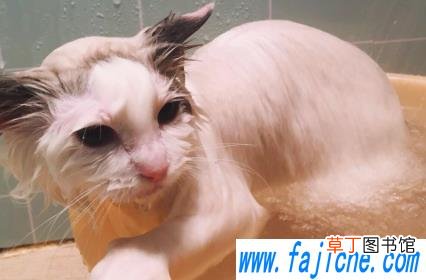 小猫洗澡用多少度的水 小猫多大洗澡合适