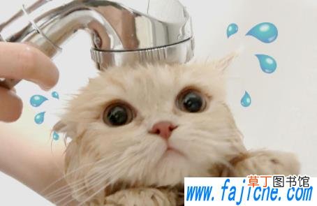 小猫洗澡用多少度的水 小猫多大洗澡合适