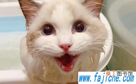 小猫洗澡用多少度的水 小猫多大洗澡合适