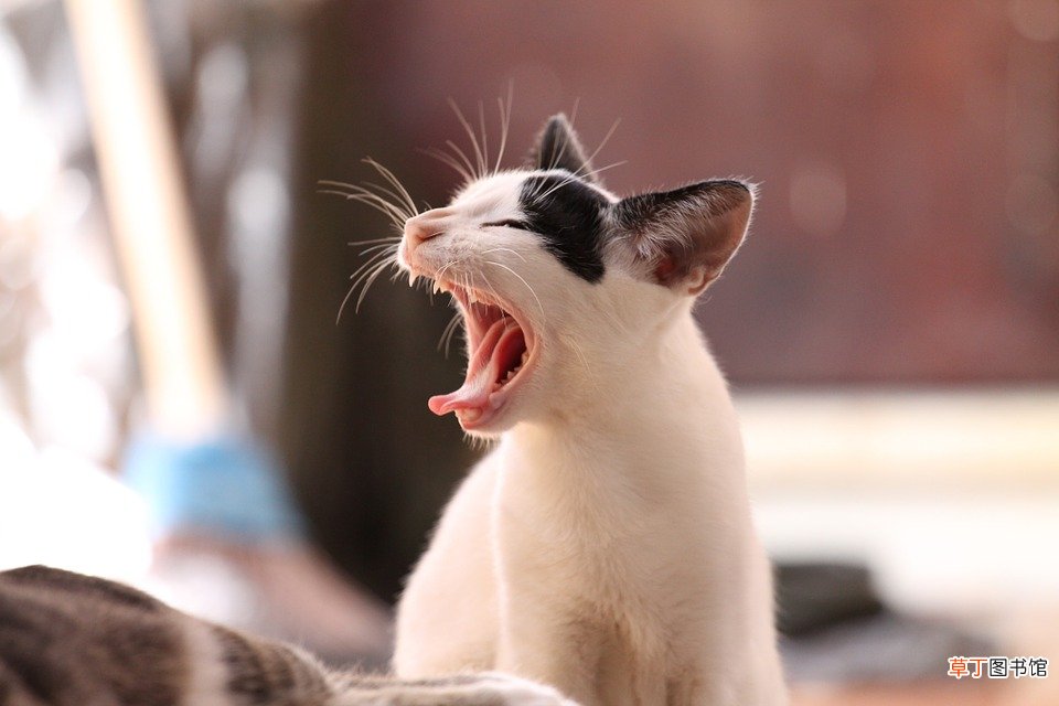 梦到被猫抓了什么意思