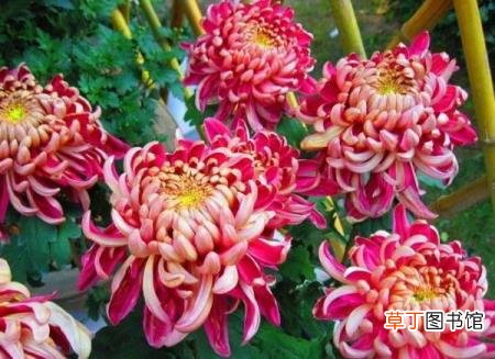 难道菊花不是花 为什么菊花不是花