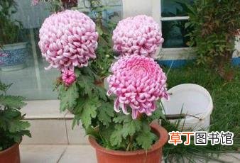 难道菊花不是花 为什么菊花不是花