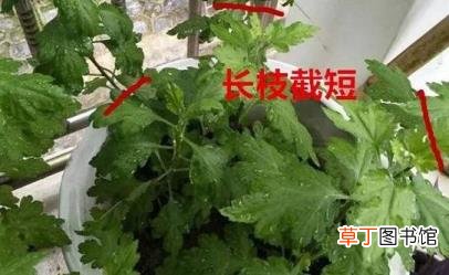 难道菊花不是花 为什么菊花不是花