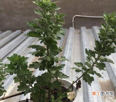 难道菊花不是花 为什么菊花不是花