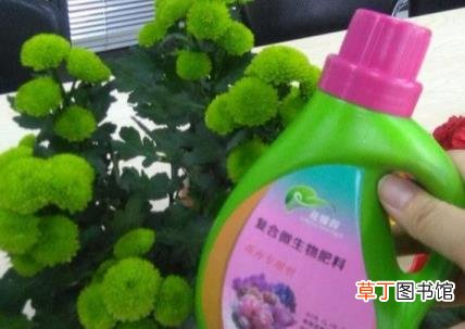难道菊花不是花 为什么菊花不是花