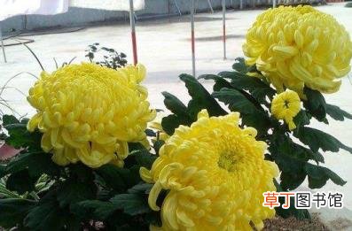 难道菊花不是花 为什么菊花不是花