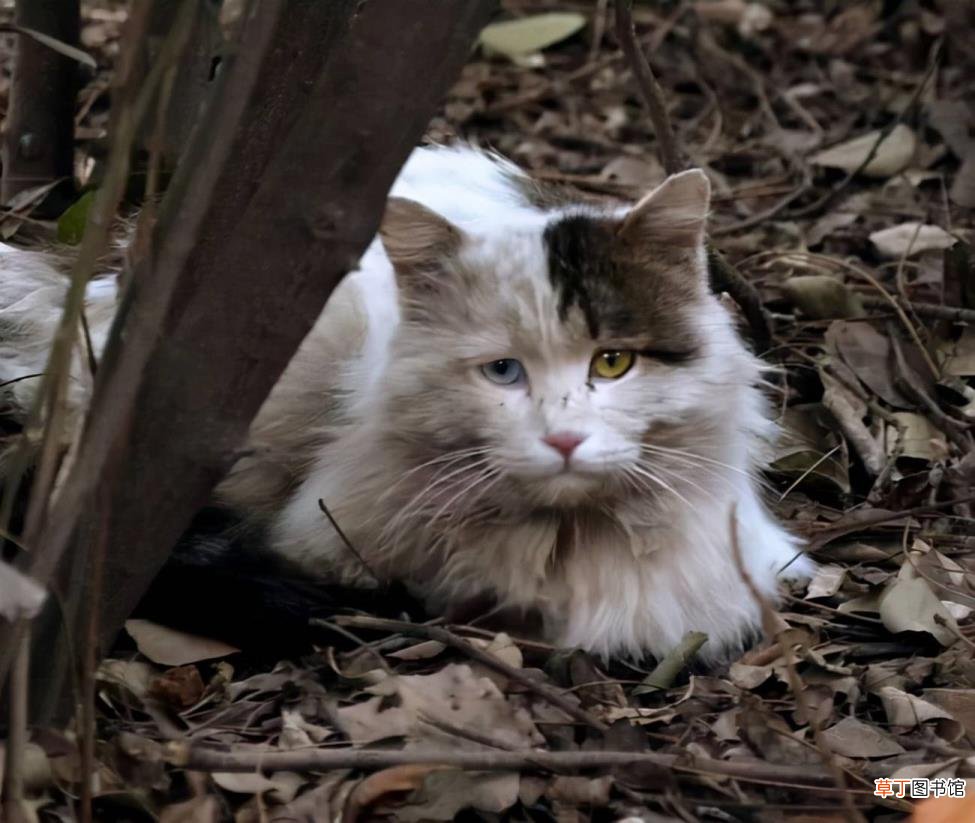 猫咪淘气的时候该打吗 为什么不能打猫