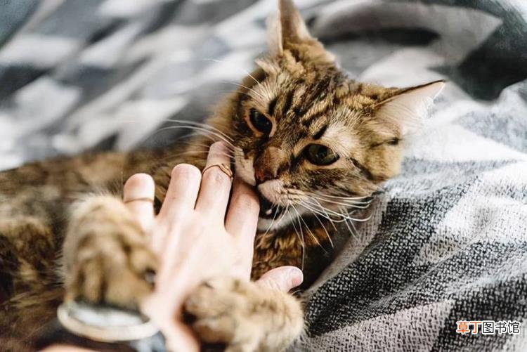 猫咪淘气的时候该打吗 为什么不能打猫