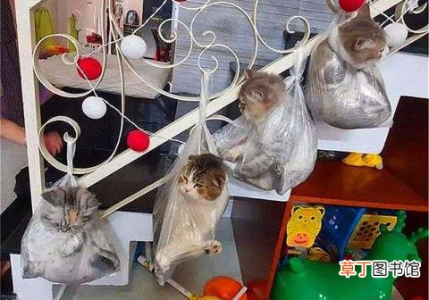 猫咪淘气的时候该打吗 为什么不能打猫