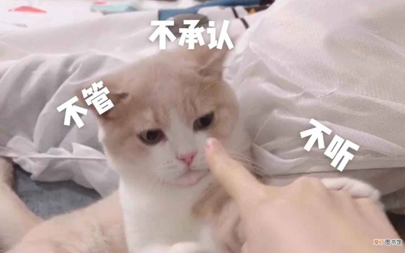 猫咪淘气的时候该打吗 为什么不能打猫