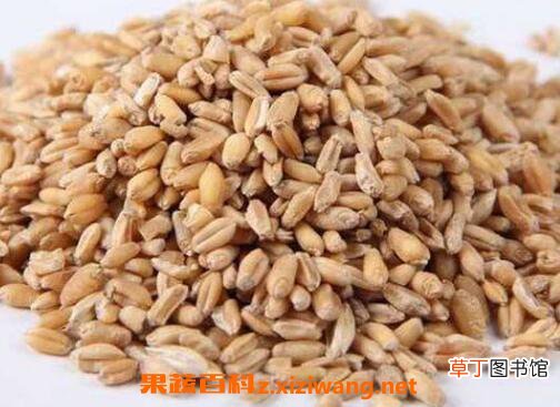 浮小麦的功效与作用及食用方法