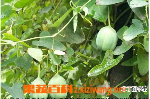 马兜铃的功效与作用