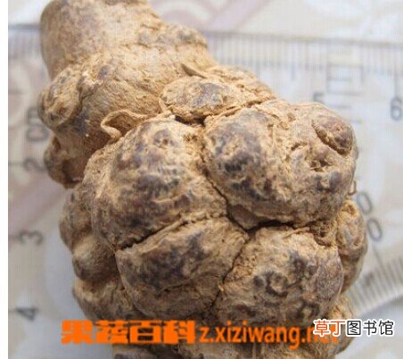 三七粉的正确吃法 三七粉如何吃好