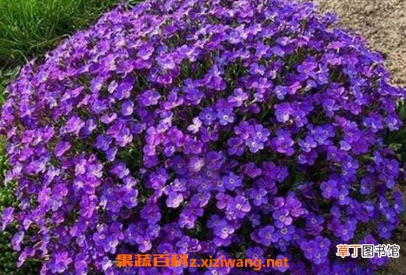蓝庭芥怎么养殖 蓝庭芥的养殖方法和注意事项