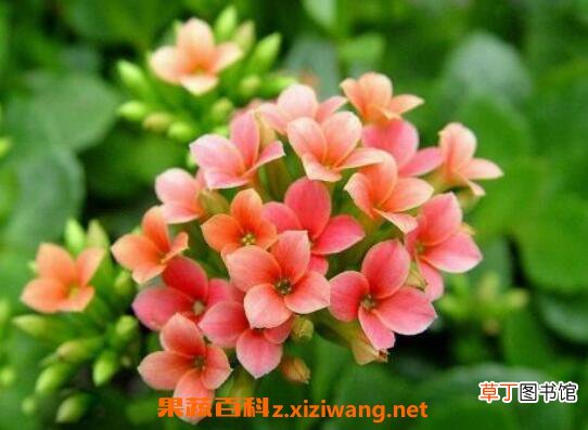 长寿花怎么养 长寿花的养殖方法和注意事项