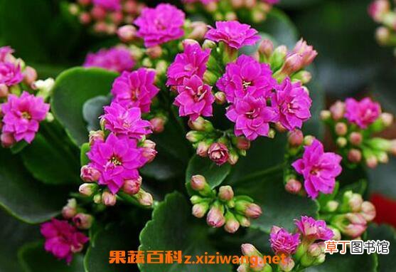 长寿花怎么养 长寿花的养殖方法和注意事项