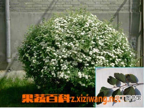 麻叶绣球的功效与作用