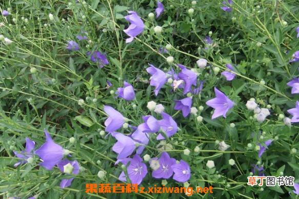 桔梗花图片 桔梗花的养殖方法和注意事项