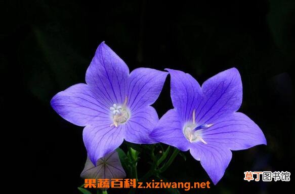 桔梗花图片 桔梗花的养殖方法和注意事项