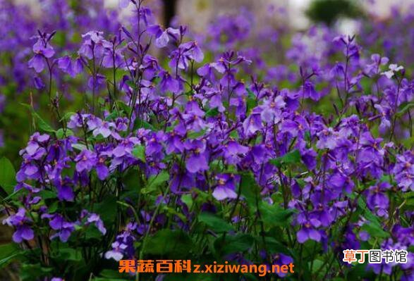 二月兰怎么养殖 二月兰的养殖方法和注意事项