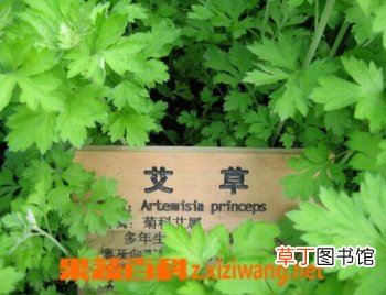 艾叶泡脚有什么好处艾叶泡脚的好处介绍
