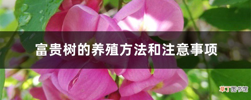 富贵树的养殖方法和注意事项