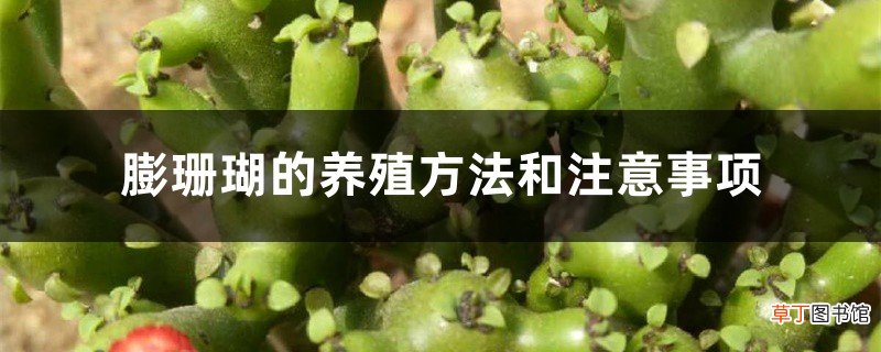 膨珊瑚的养殖方法和注意事项