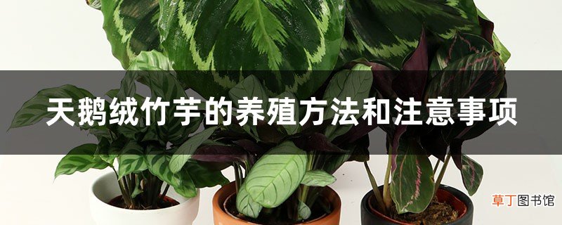 天鹅绒竹芋的养殖方法和注意事项