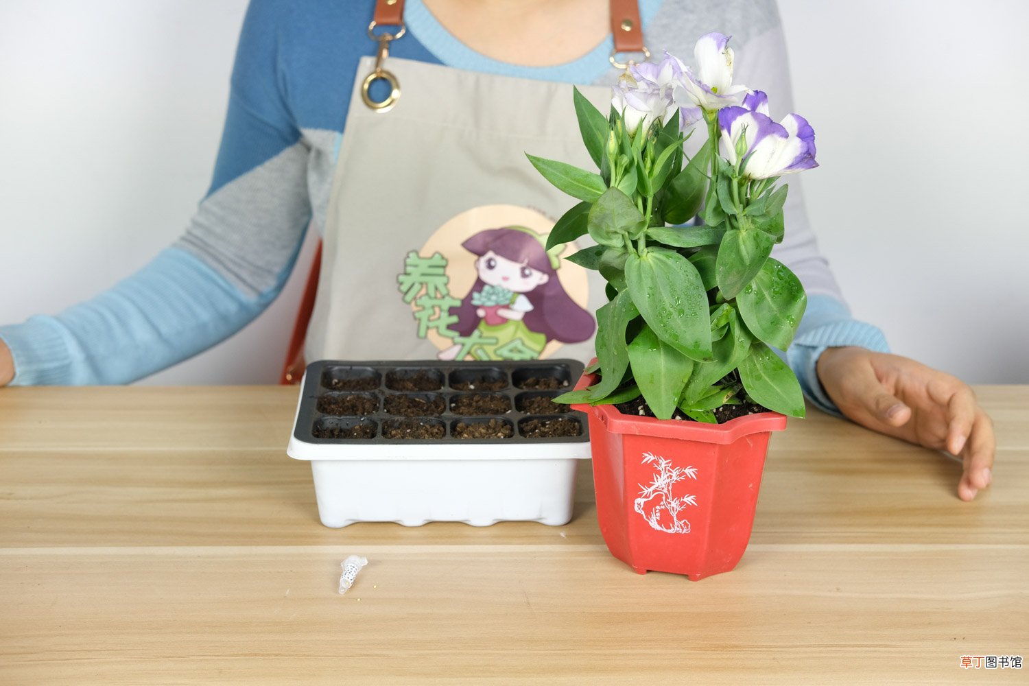 洋桔梗的养殖方法和注意事项