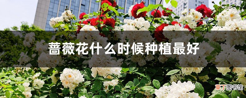蔷薇花什么时候种植最好