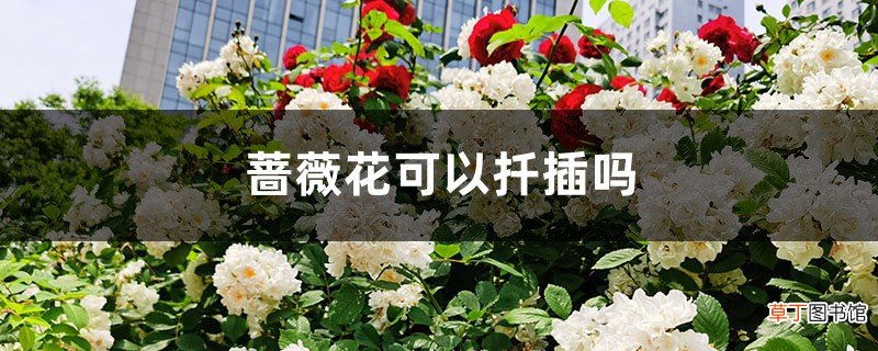 蔷薇花可以扦插吗