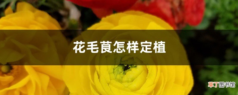花毛茛怎样定植