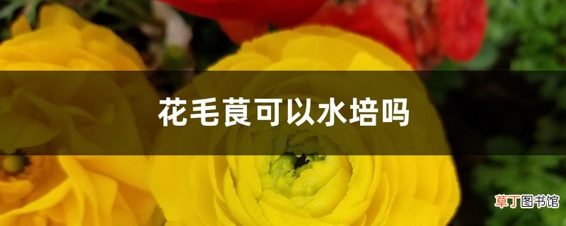 花毛茛可以水培吗