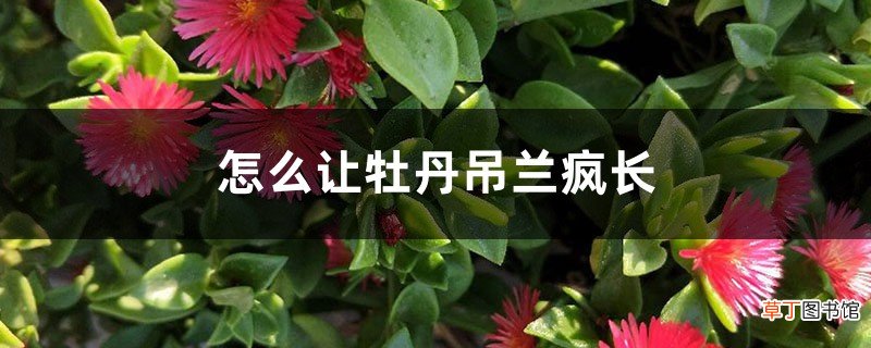 怎么让牡丹吊兰疯长