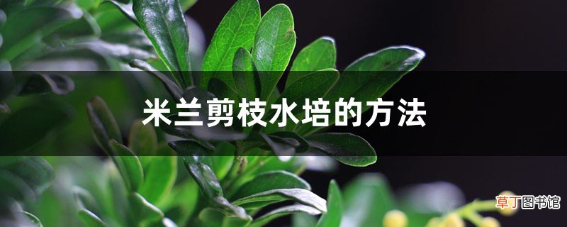 米兰剪枝水培的方法